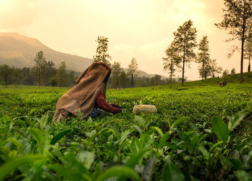 Discover Wayanad: A 4-Day Journey into Nature's Paradise