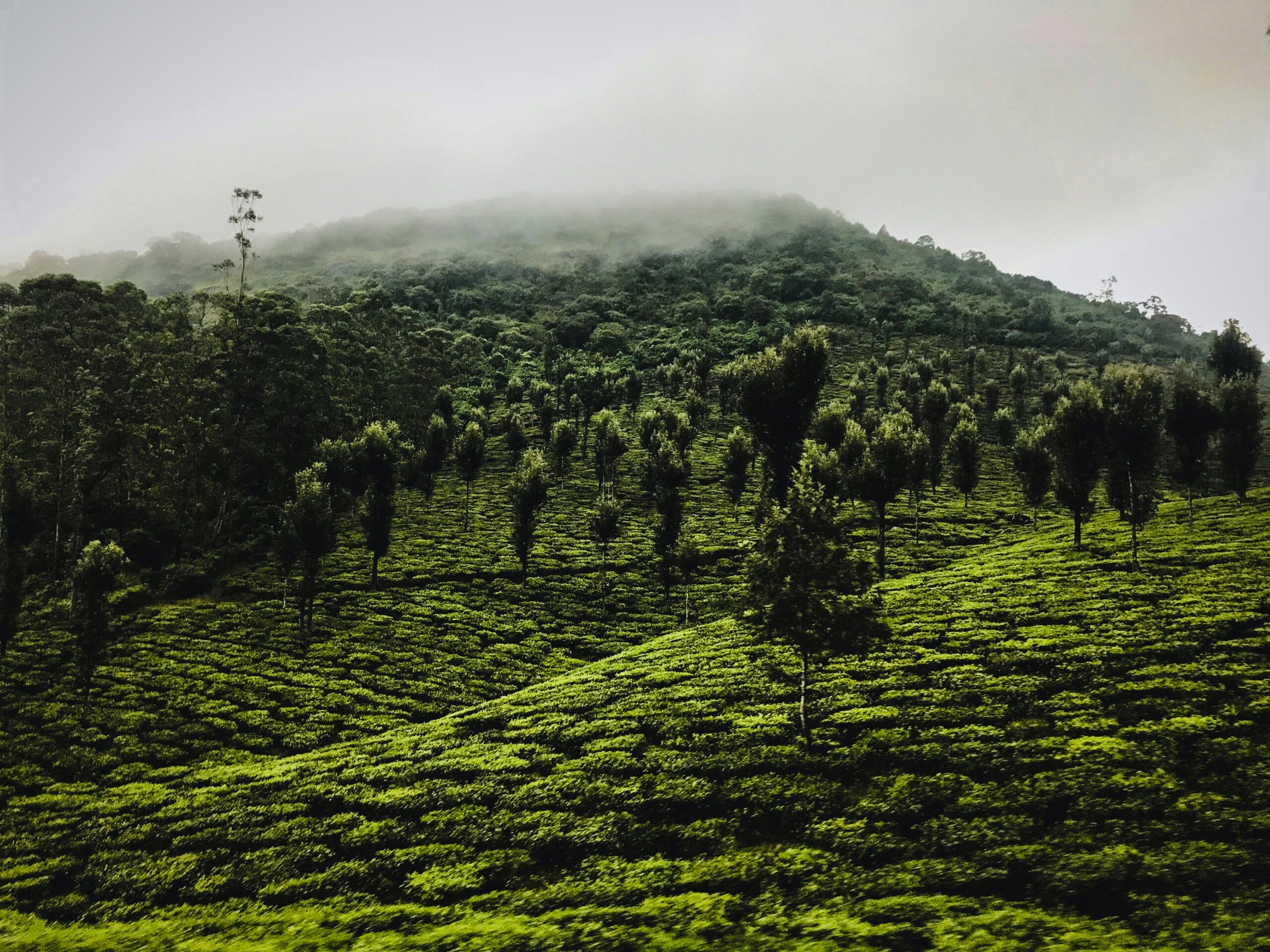 Enchanting 3-Day Pollachi & Valparai Getaway